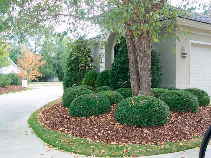 Simple Bushes for this Tree Garden.